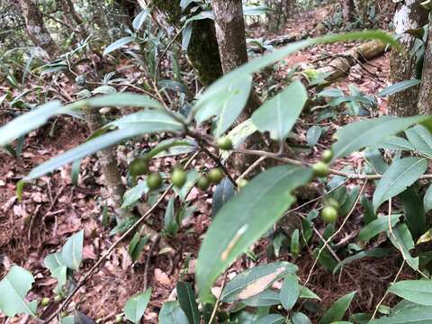 Image de Ilex lonicerifolia Hayata