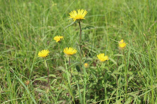 Imagem de Pentanema hirtum (L.) D. Gut. Larr., Santos-Vicente, Anderb., E. Rico & M. M. Mart. Ort.