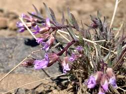 Image of Cusick's rockcress