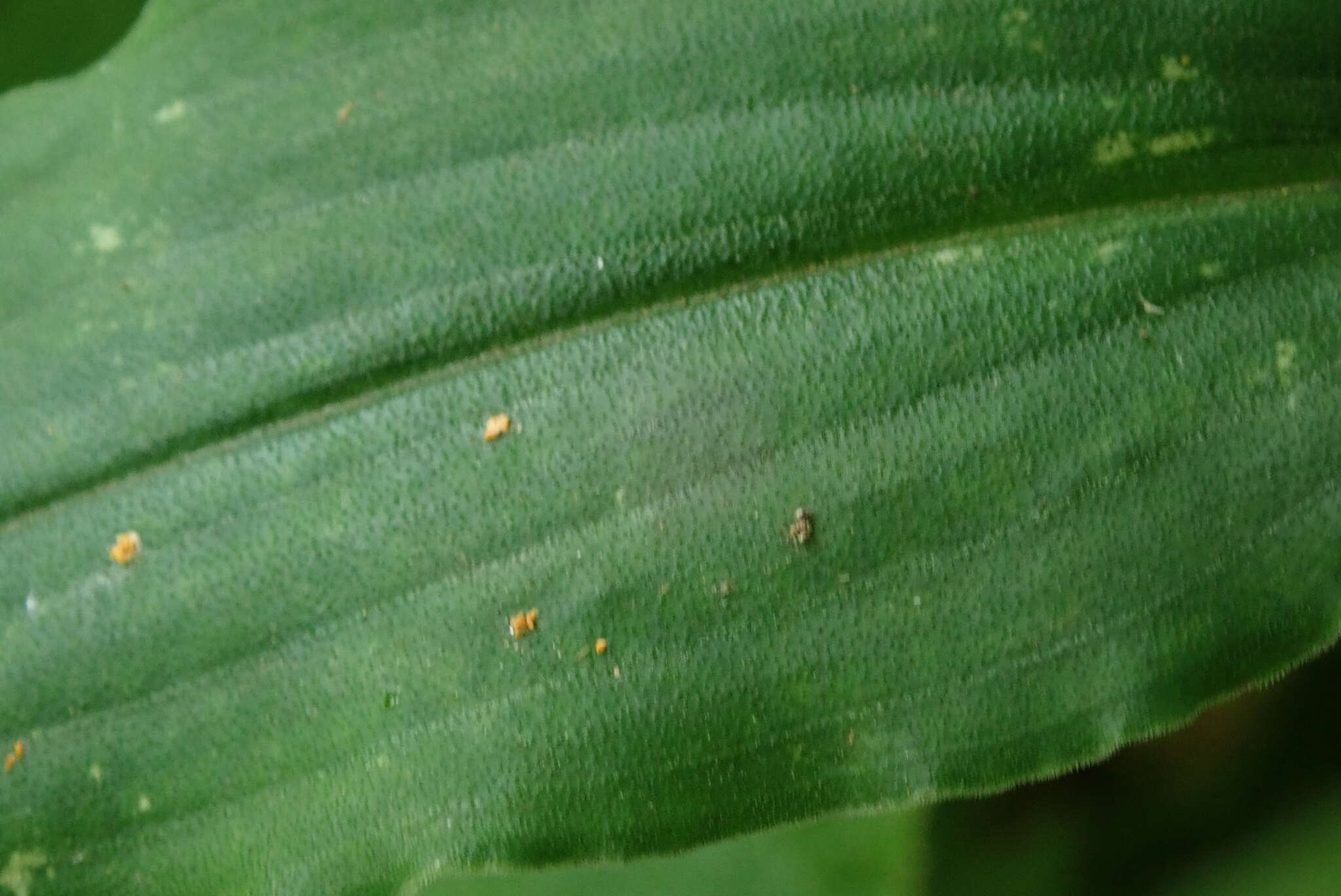 Image of Clinging aneilema