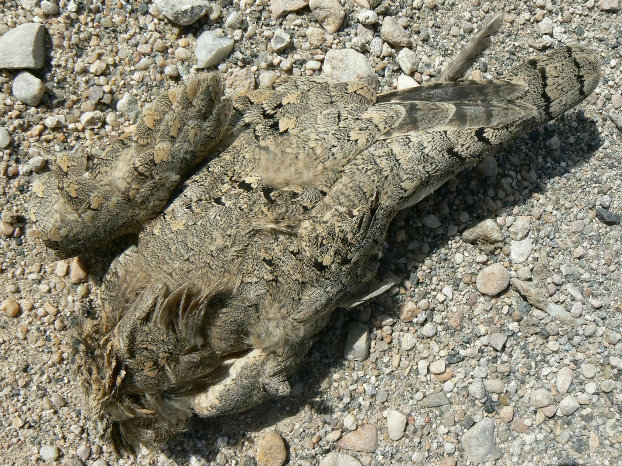 Image of Egyptian Nightjar