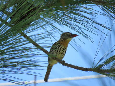 Image of Caatinga Puffbird