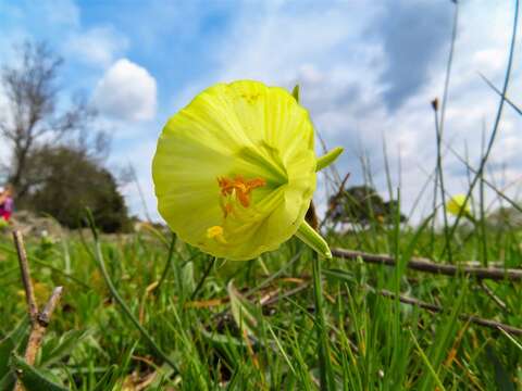 Image of Narcissus bulbocodium subsp. bulbocodium