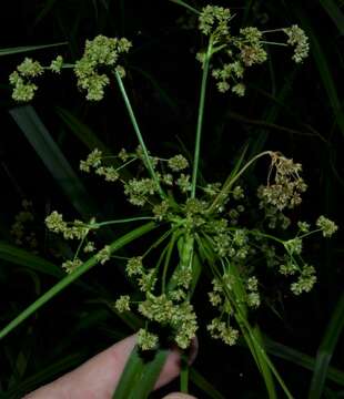 Scirpus georgianus R. M. Harper resmi