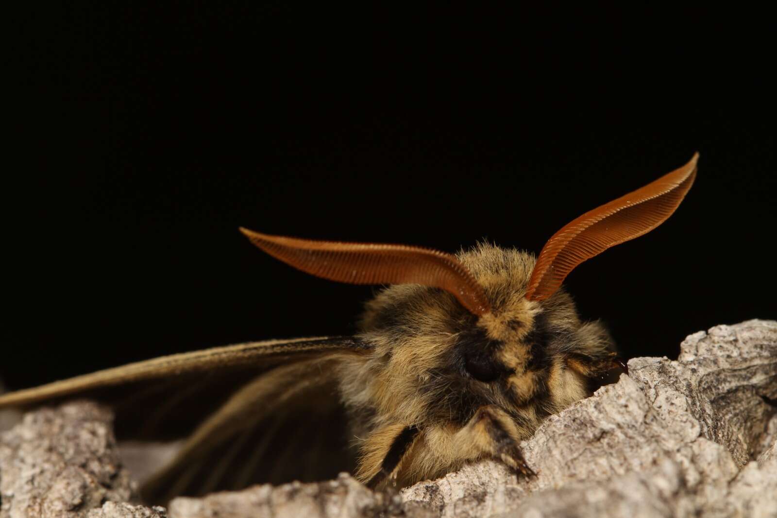 Image of Lemonia philopalus (Donzel 1842)