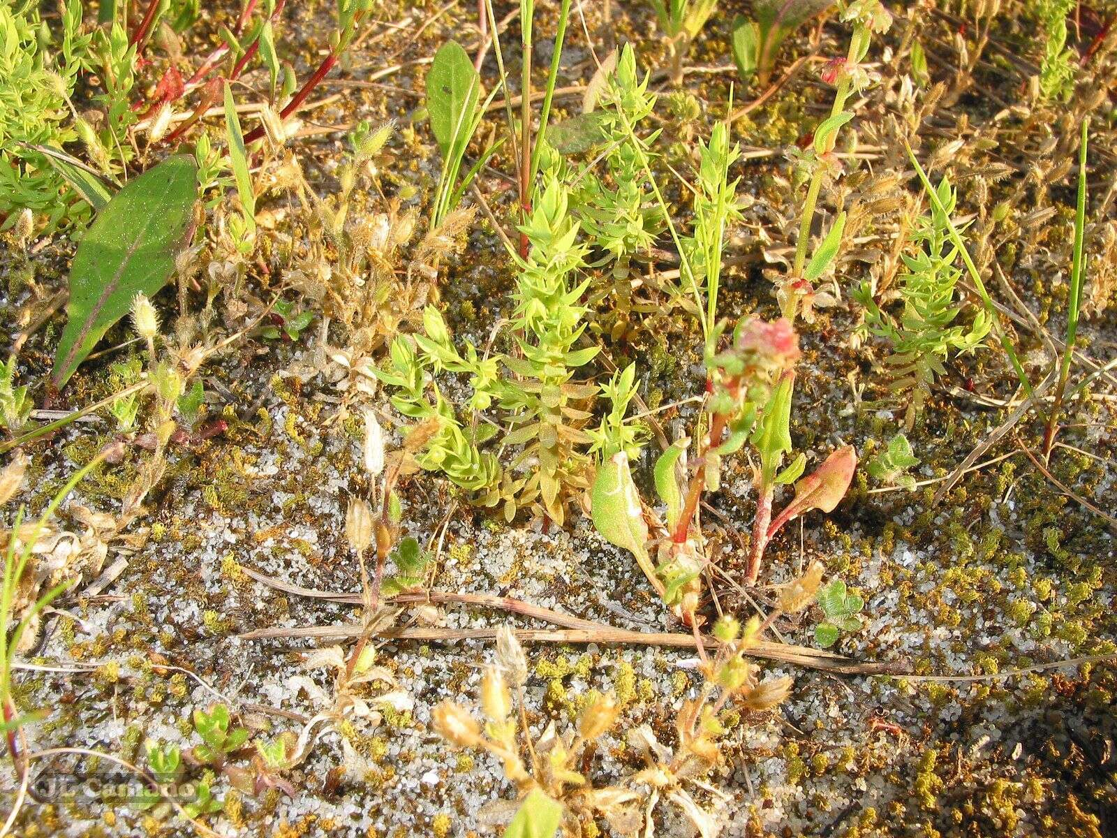 Image of Lysimachia linum-stellatum L.