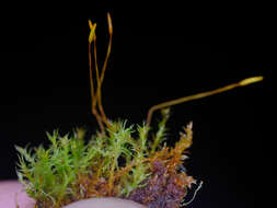 Image of tetraphis moss