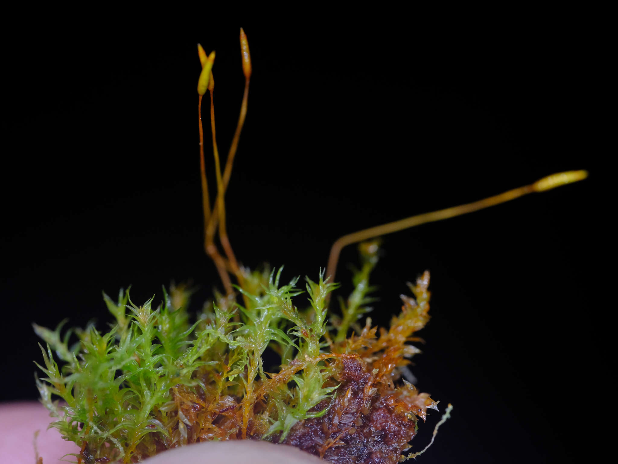 Image of tetraphis moss