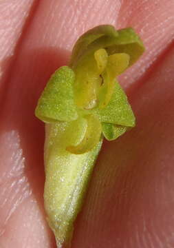 Disa cylindrica (Thunb.) Sw. resmi