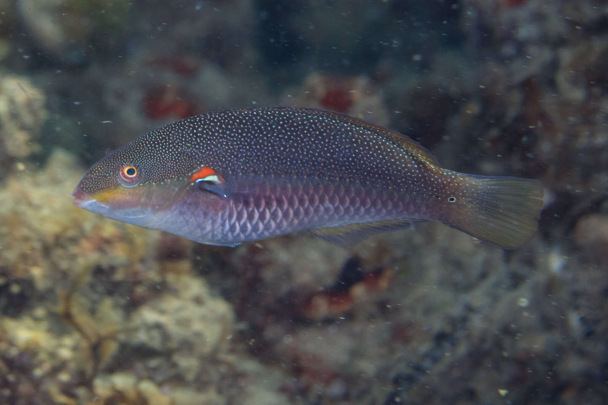 Image of Red-shoulder wrasse