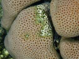 Image of lesser star coral