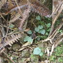 Image de Corybas puniceus T. P. Lin & W. M. Lin