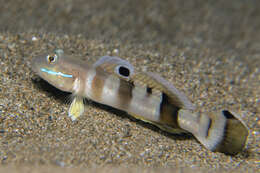 Image of Broad-barred sleeper-goby