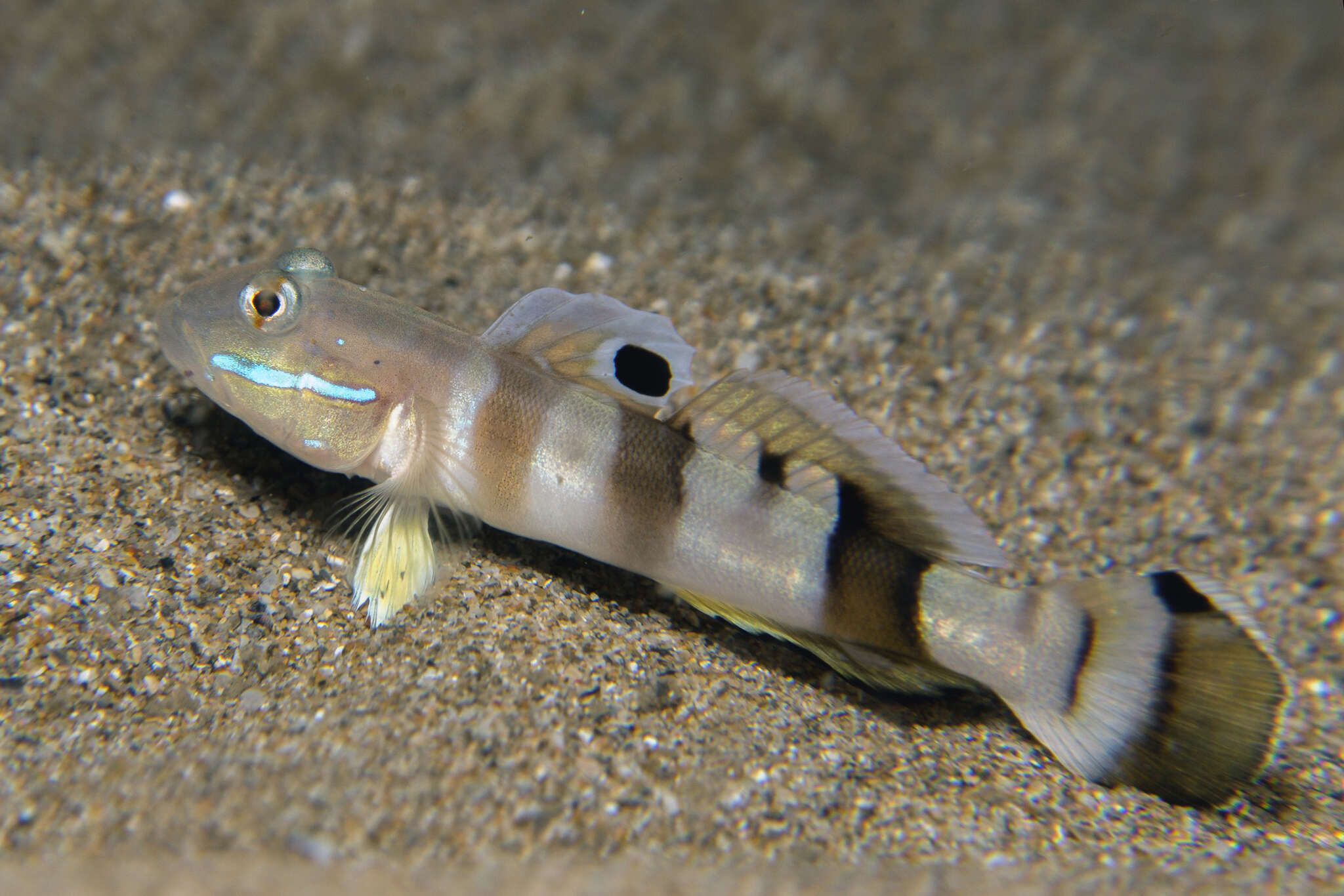 Image of Broad-barred sleeper-goby