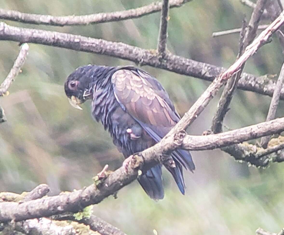 Image of Bronze-winged Parrot