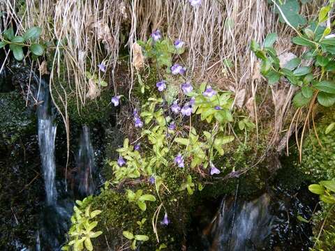 Sivun Pinguicula leptoceras Rchb. kuva