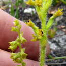 Image of Miniflower Hair Orchid