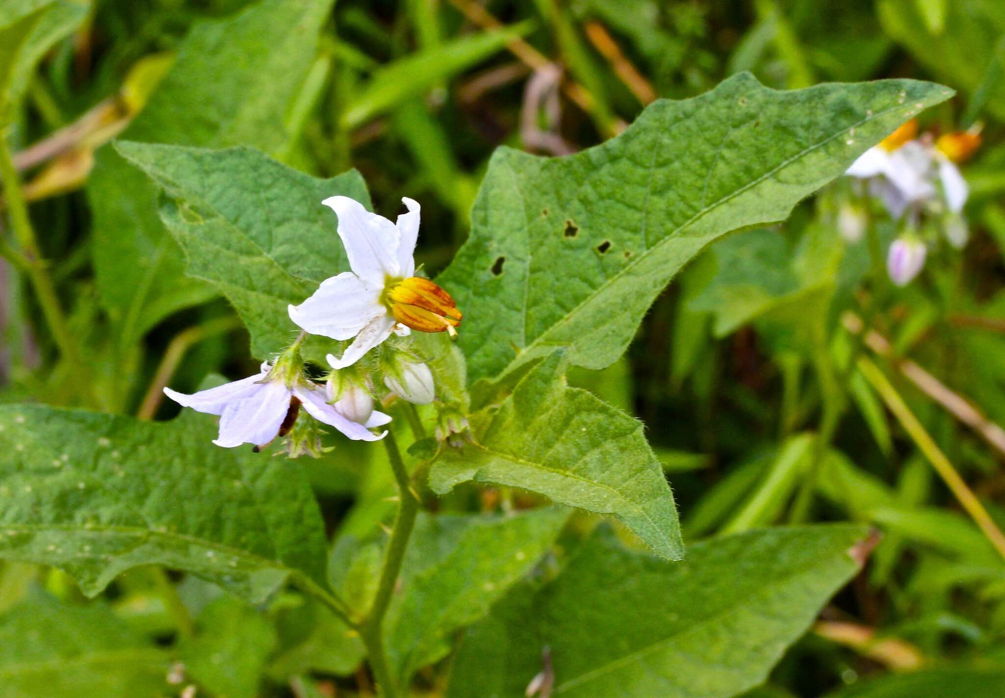 Image of Carolina horsenettle