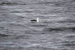 Image of black-browed albatross