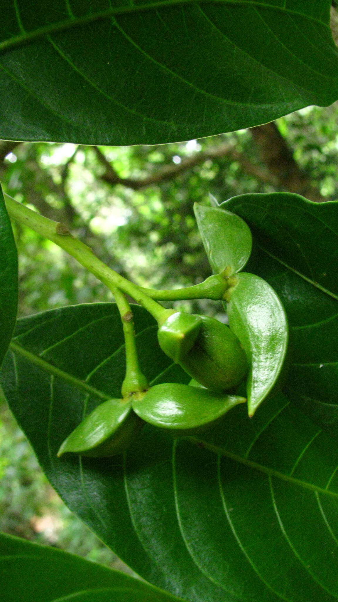 Sivun Tabernaemontana alternifolia L. kuva