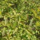 Imagem de Cornus sanguinea subsp. australis (C. A. Mey.) Jáv.