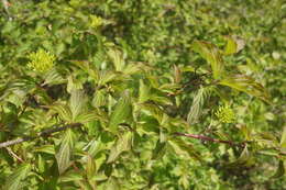 Image of Cornus sanguinea subsp. australis (C. A. Mey.) Jáv.