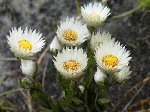 Image of Helichrysum adenocarpum subsp. ammophilum Hilliard