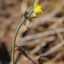 Image of <i>Linaria simplex</i> (Willd.) DC.