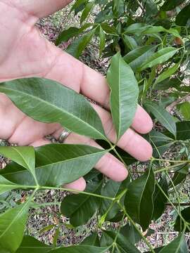 Image of Melicope rubra (Lauterb. & K. Schum.) T. G. Hartley