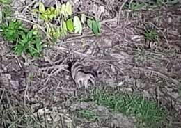 Image of banded palm civet