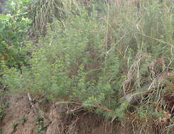 Indigofera verrucosa Eckl. & Zeyh.的圖片