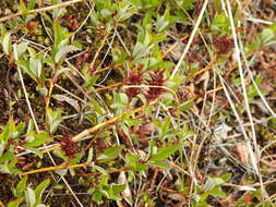 Image of Alaska bog willow