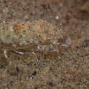 Image of California bay shrimp
