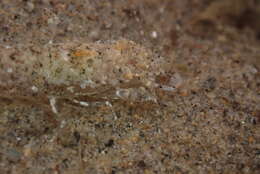 Image of California bay shrimp