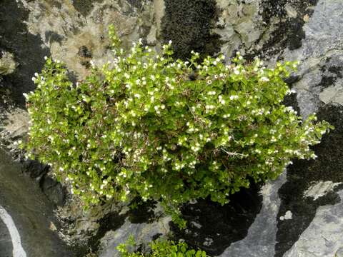 Image of Acanthoprasium frutescens (L.) Spenn.