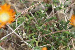 Image of Drosanthemum flammeum L. Bol.