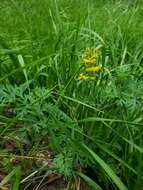 Image de Corydalis curvisiliqua Engelm. ex A. Gray