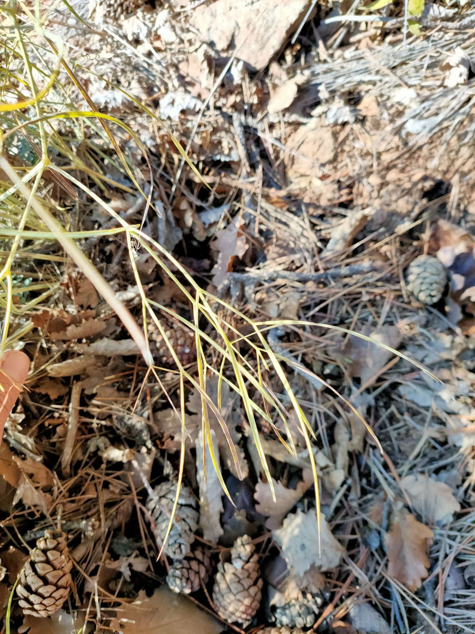 Слика од Peucedanum officinale L.