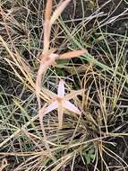 Image of Hesperantha longicollis Baker