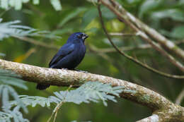 Image of Blue-black Grosbeak