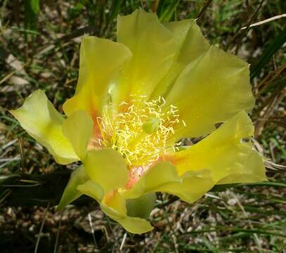 Image of Grassland Pricklypear