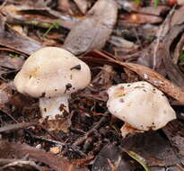 Image of Cortinarius austroalbidus Cleland & J. R. Harris 1948