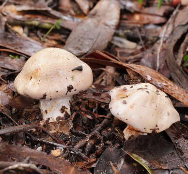 Imagem de Cortinarius austroalbidus Cleland & J. R. Harris 1948