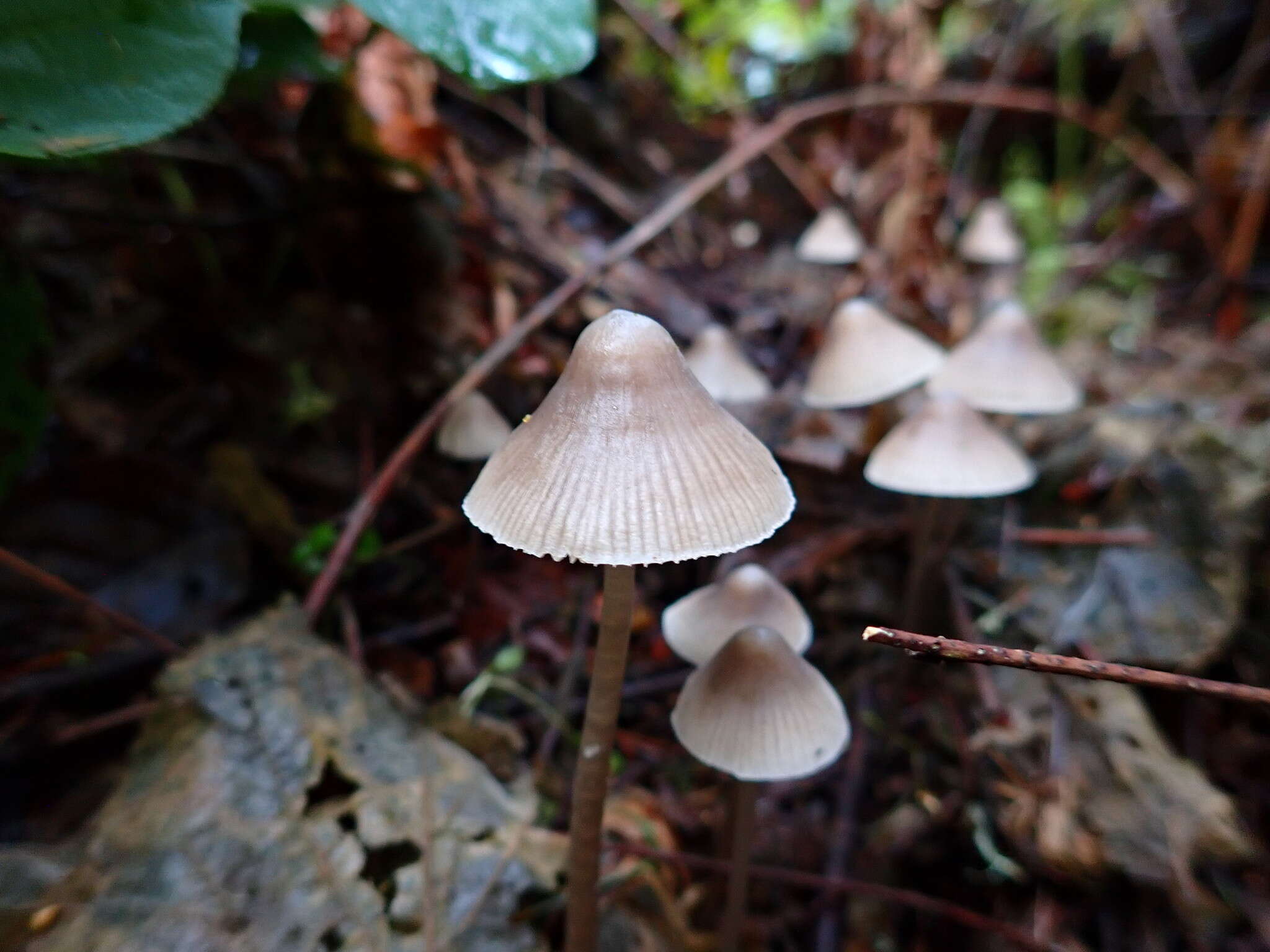 Image of Mycena robusta (A. H. Sm.) Maas Geest. 1988