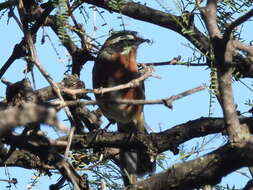 Image of Black-and-chestnut Warbling Finch