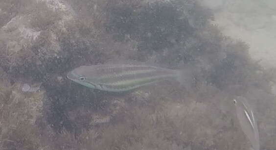 Image of Three-lined monocle bream