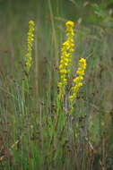 Image of Mt. Albert goldenrod