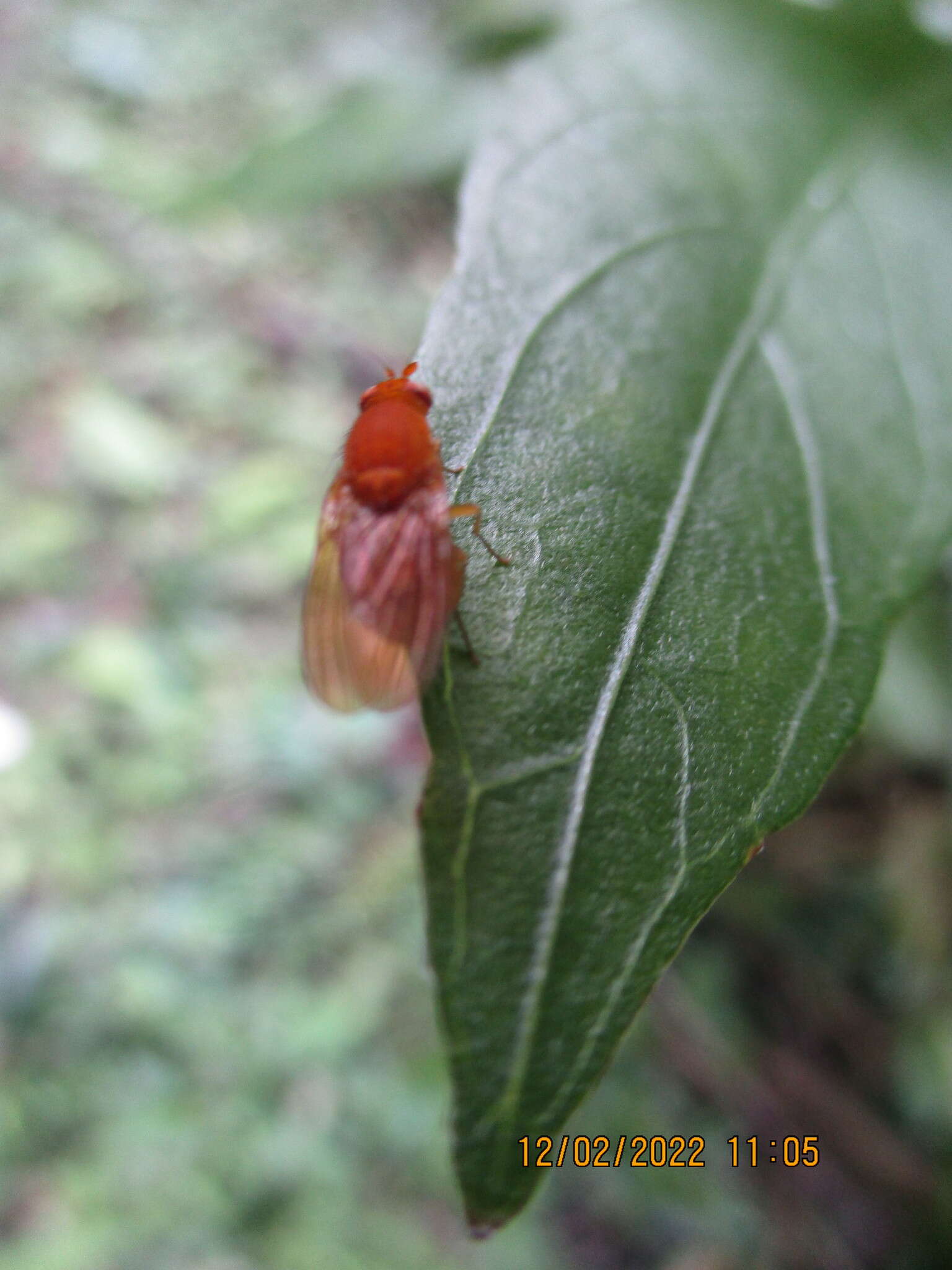 Image of Melinomyia flava Kertesz 1915