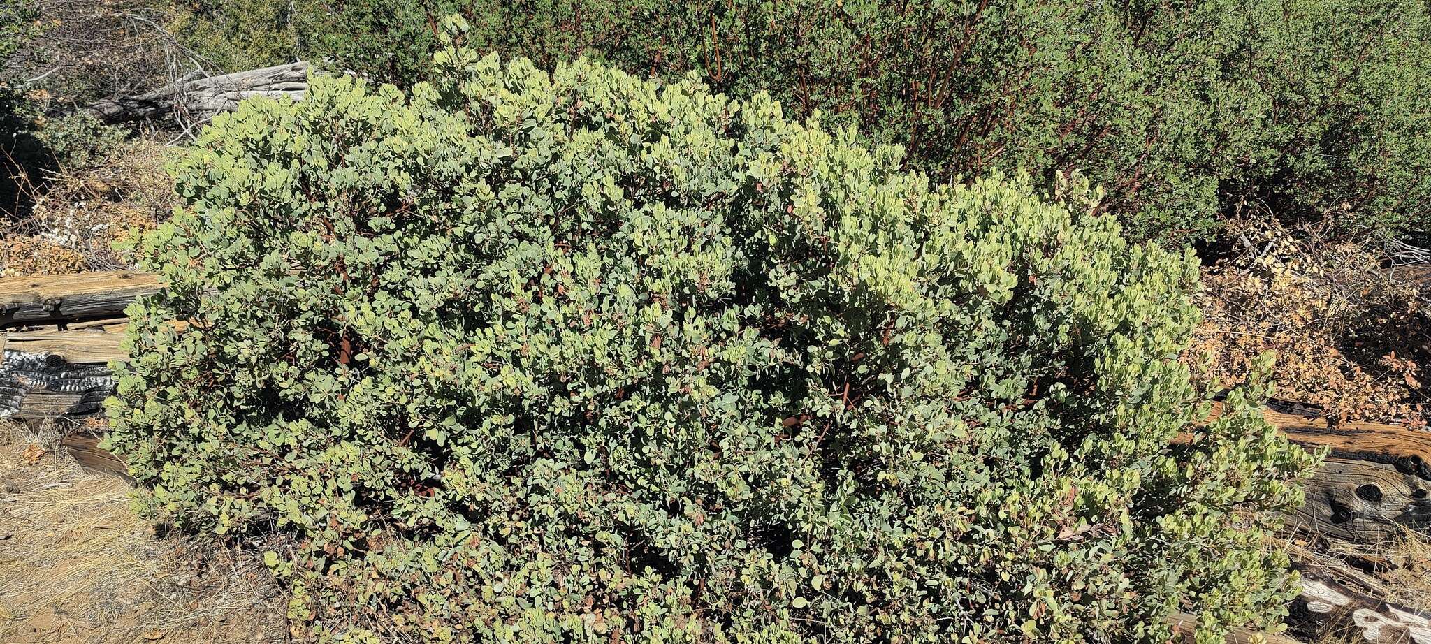 Image of Adams' manzanita