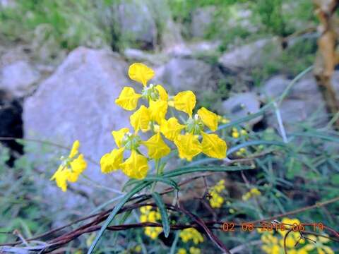 صورة Cottsia linearis (Wiggins) W. R. Anderson & C. Davis